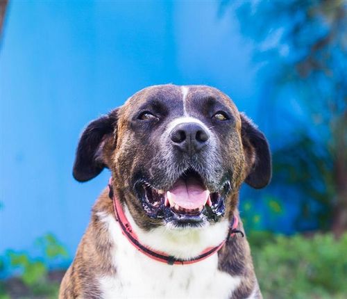 Francis, an American Staffordshire bull terrier/boxer, is in Wacol, Queensland. (RSPCA)