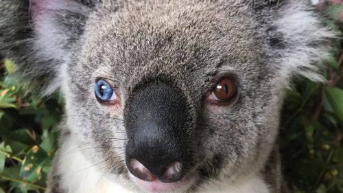 Rare koala with different-coloured eyes rescued north of Brisbane