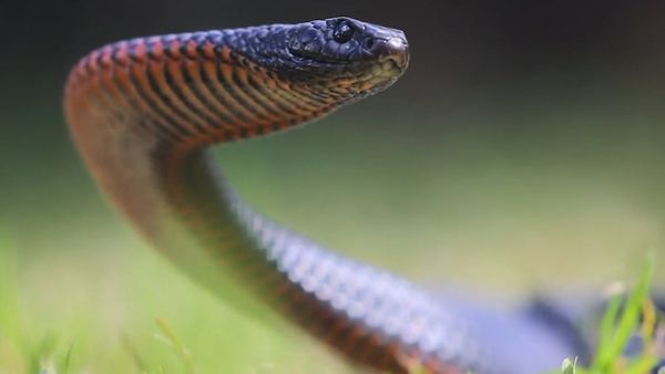 Melbourne resident finds deadly tiger snake in toilet bowl