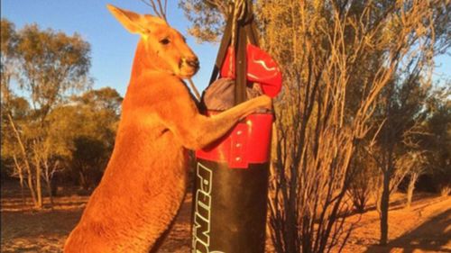 Roger, the super buff kickboxing kangaroo is back and bigger than ever