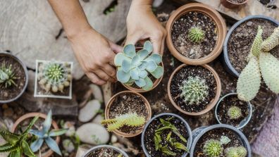 The 3 big mistakes people make with succulents