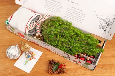 How you can get a tiny living Christmas tree delivered to your door