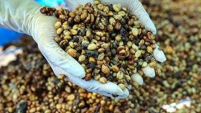 <p>7. Kopi Luwak (Poop coffee) - Eaten and pooped out by a small
mammal from South East Asia, this goes for around $800 a kilo.</p>