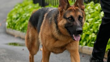 President Joe Biden&#x27;s dog Commander is walked outside the West Wing of the White House