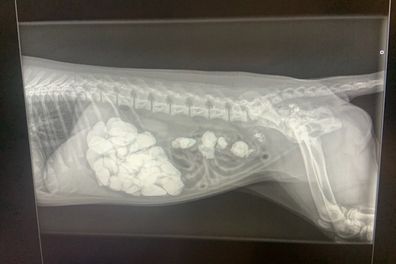 Luna's X-ray revealed the cause of her vomiting - stones.