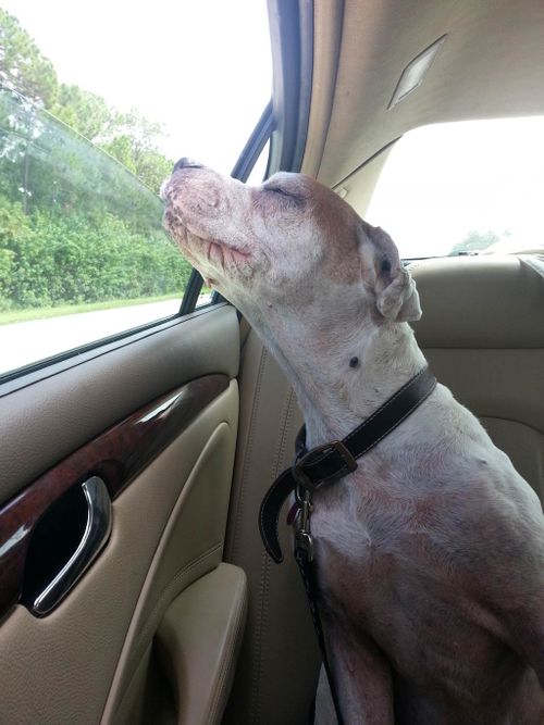 Elderly dog's 'last ride' captured in heart-wrenching photo