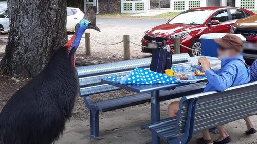 'World's most dangerous bird' crashes Queensland couple's picnic lunch