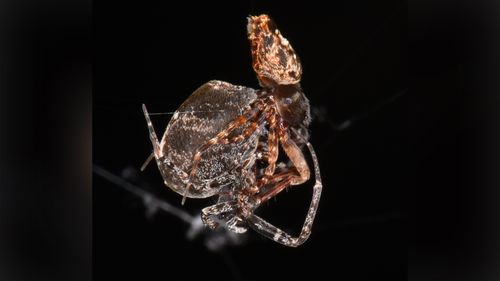 Después de que Philoponella prominens se aparea, la araña macho salta rápidamente para evitar que su pareja femenina se la coma.
