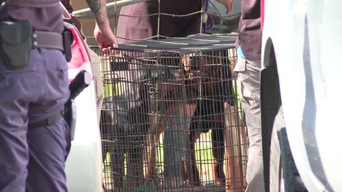 Un homme attaqué par des chiens à Leppington, Sydney.