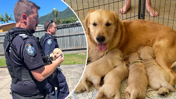 Three﻿ teenagers have been charged after multiple puppies were stolen from a home in Far North Queensland. Police believe four Golden Retriever puppies were allegedly stolen from an Edmonton home along with a ﻿grey Mazda MX-5 coupe and jewellery about midday yesterday.