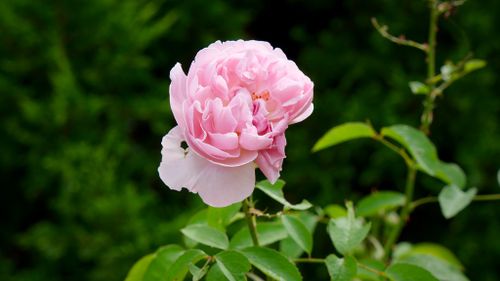 A rose bed is among the garden's many features. (Ehsan Knopf/9NEWS)
