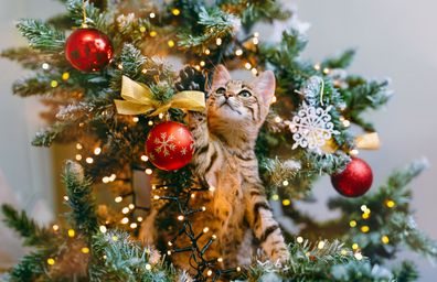 Cat plays with decorations in Christmas tree.