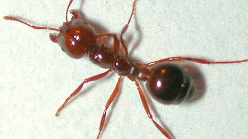 Close-up photograph of a red ant. (AAP)