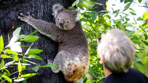 The burnt koala, named Anwen, was released into the Lake Innes Nature Reserve, after five months of recovery at the Port Macquarie Koala Hospital.