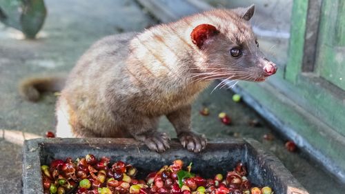 Luwak (civet cat) eating coffee bean : Luwak Coffee is the world most expensive coffee