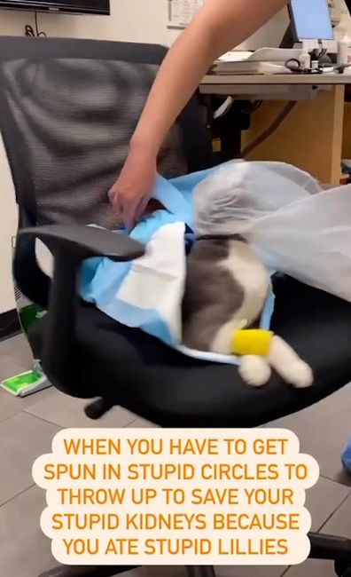 Vet Spins Cat In Chair In Unusual Treatment After Animal Ate Toxic Lilies -  9Honey