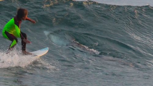 Eden Hasson appears unaware of the shark. (Facebook/Chris Hasson)