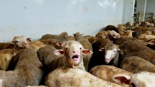 The government has announced sweeping changes to the live sheep export industry. (60 Minutes)