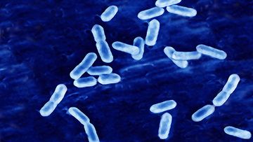 Listeria bacteria