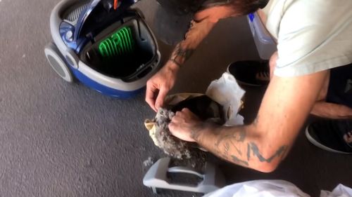 A Queensland snake catcher hurried to the rescue after a hatchling was sucked into a vacuum cleaner.