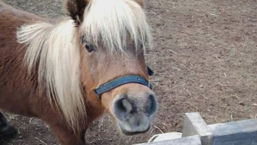 The 12-year-old miniature pony is believed to have been taken from the christian charity stables at Huntfield Heights sometime between Friday night and Saturday morning.