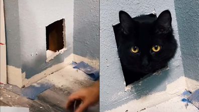 Cat poking its head out of the wall after it got rescued from being stuck inside.