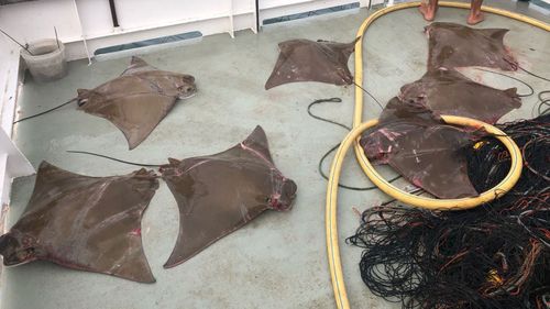Stingrays are also commonly caught in shark nets along the NSW coast.