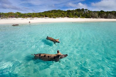 Swimming pigs of the Bahamas in the Out Islands of the Exuma