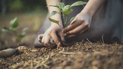 Potting mix gardening soil