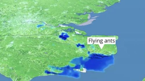 Giant swarm of flying ants detected from space