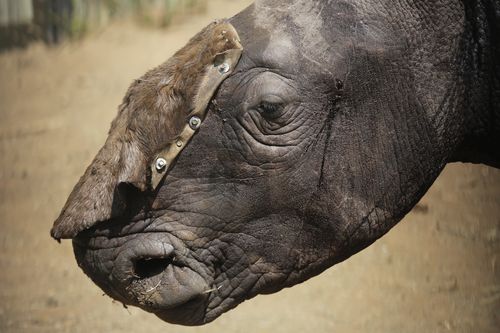 The directive reverses a 1993 ban put in place by Beijing on the international trade in tiger bones and rhino horns.