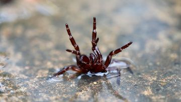 There have been reports of increased sightings of funnel web spiders around Sydney.