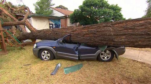 A car is crushed by a tree in Sydney.