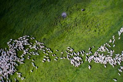 <p><a href="http://www.dronestagr.am/author/thedon/"><strong>Szabolcs Ignacz</strong></a><strong>: Swarm of
sheep, Kezdivasarhely, Romania</strong></p>
<p><strong></strong></p>