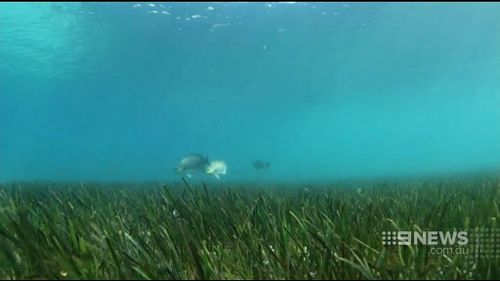 Seagrass at the bottom of Sydney Harbour. (9NEWS)