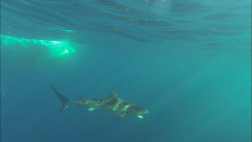 Mr Auditore spotted six tiger sharks feeding on the dead whale. (Supplied/Chett Auditore)