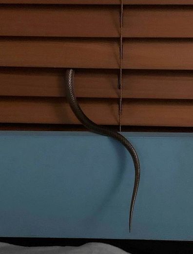 Six-year-old in Darwin wakes up to find 1m snake biting his leg