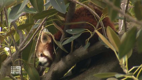 There was high drama outside Adelaide Zoo, after a red panda escaped.Ravi made a run for it on Friday.