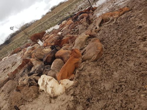  Farmer Phillip Curr from Toorack shared an upsetting photo of his dead cattle on Facebook.