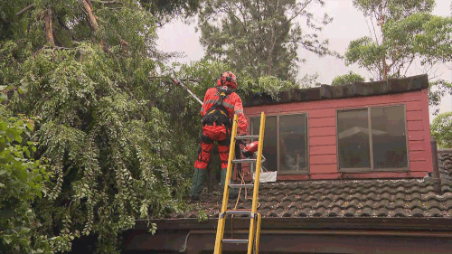 SES crew work to remove a fallen tree at a townhouse in Marsfield, North Shore. 