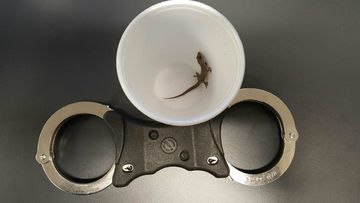 The pesky lizard was eventually re-caught. (Carnarvon Police/Twitter)
