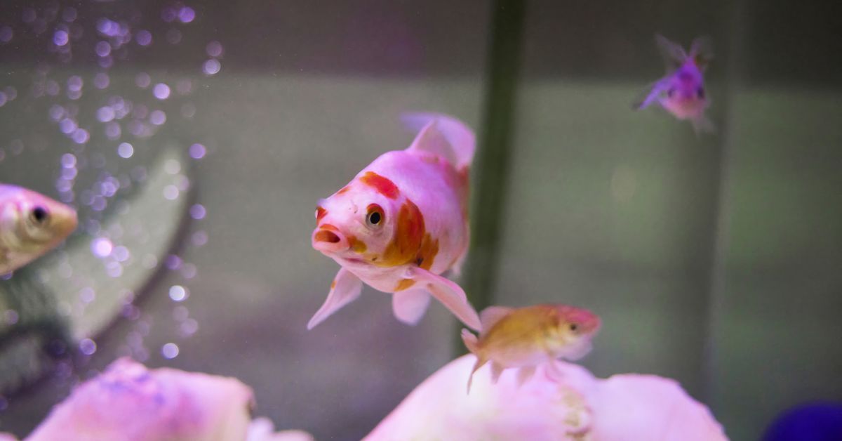 Police charge alleged ‘goldfish gobbler’ after incident at Castle Hill pet store