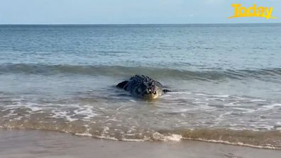 David McMahon saltwater crocodile Northern Territory