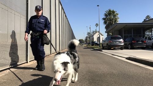 A correctional services officer sweeps outside Parklea Correctional Centre with a detection dog.