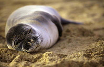 Endagered monk seal on Kauai, Hawaii