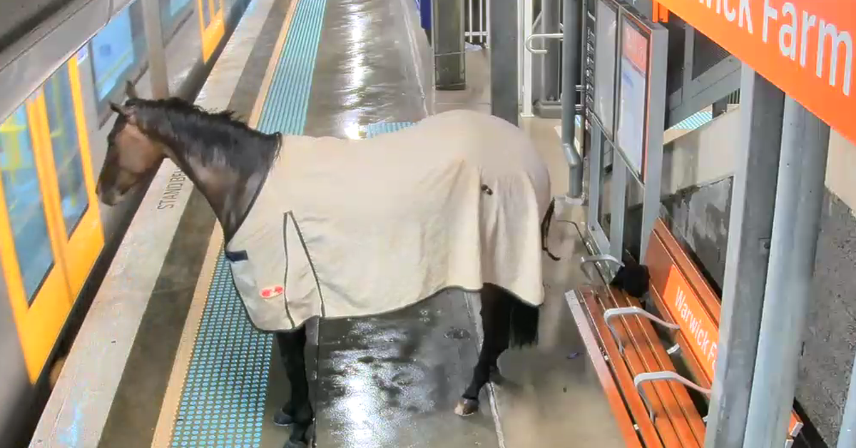 CCTV captures the moment horse trots down train station platform
