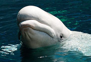 In which ocean are beluga whales most likely to be found?