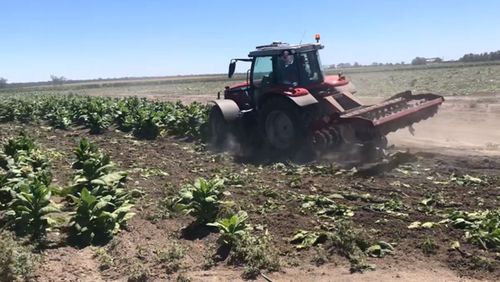 A tractor is order in to destroy illegal tobacco crops worth $42 million.