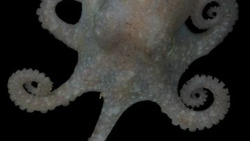 The team studied genetic information from Turquet&#x27;s octopus, which is pictured above.