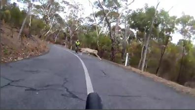 News South Australia Adelaide cyclists deer crossing